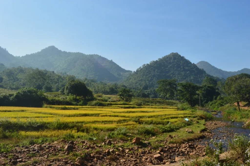 Forested ridges of the Eastern Ghats rising behind paddy fields near Gunupur