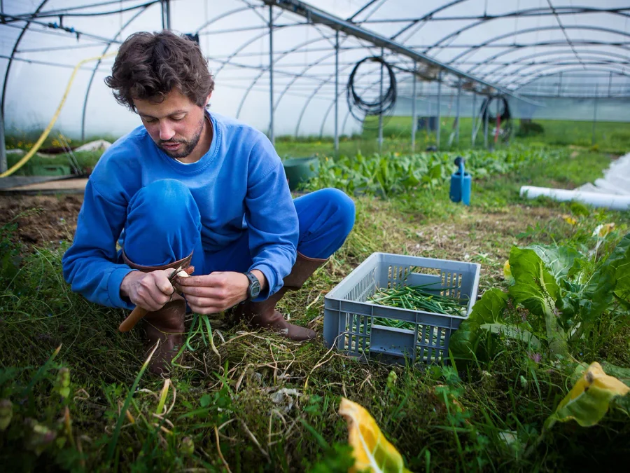 Grower harvesting spring onions among leafy crops inside a polytunnel