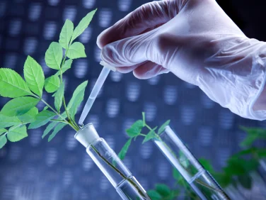 Gloved hand pipetting into a test tube holding a green plant cutting